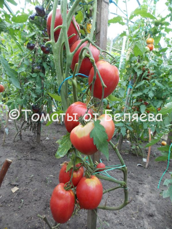 Томат Знаменитая клубника Миссис Шлаубах описание, купить, семена от производителя, отзывы, характеристика, фото, семена томатов от частных коллекционеров