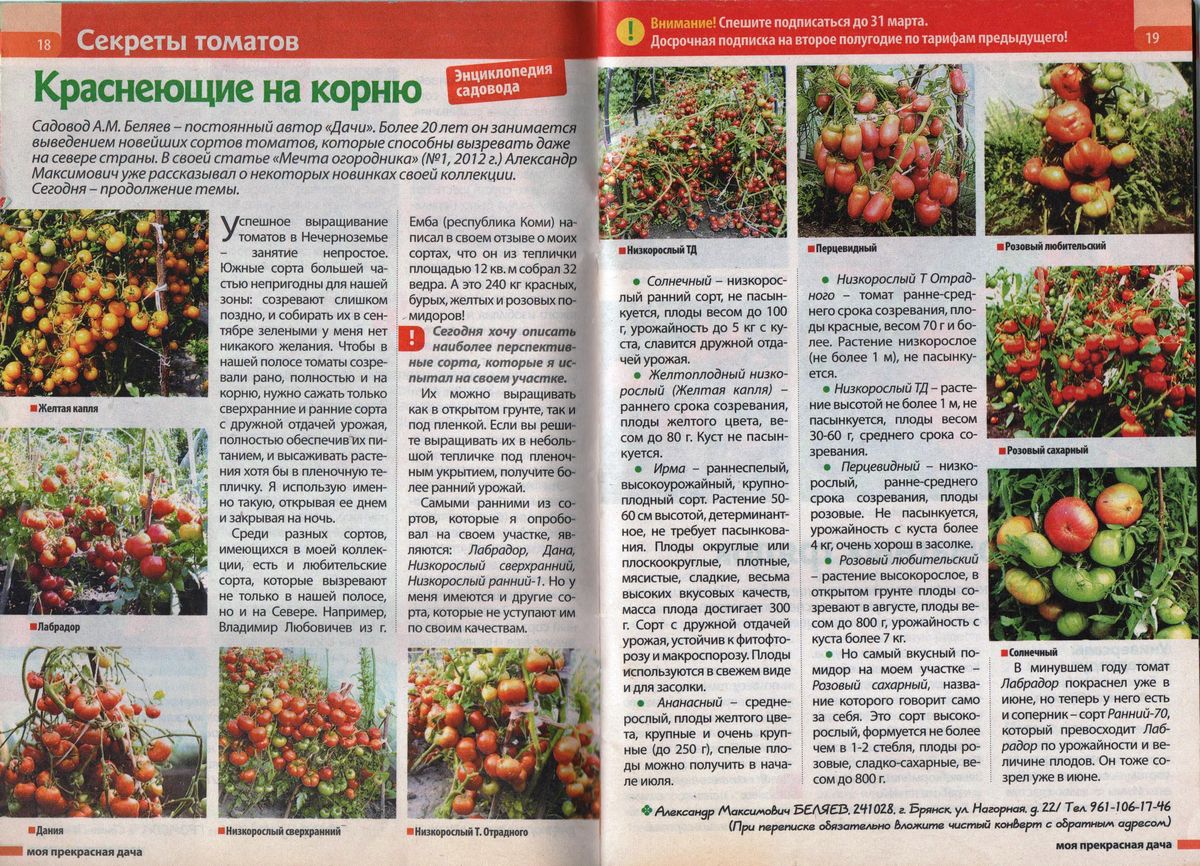 Статьи о томатах известного коллекционера Беляева Александра Максимовича
