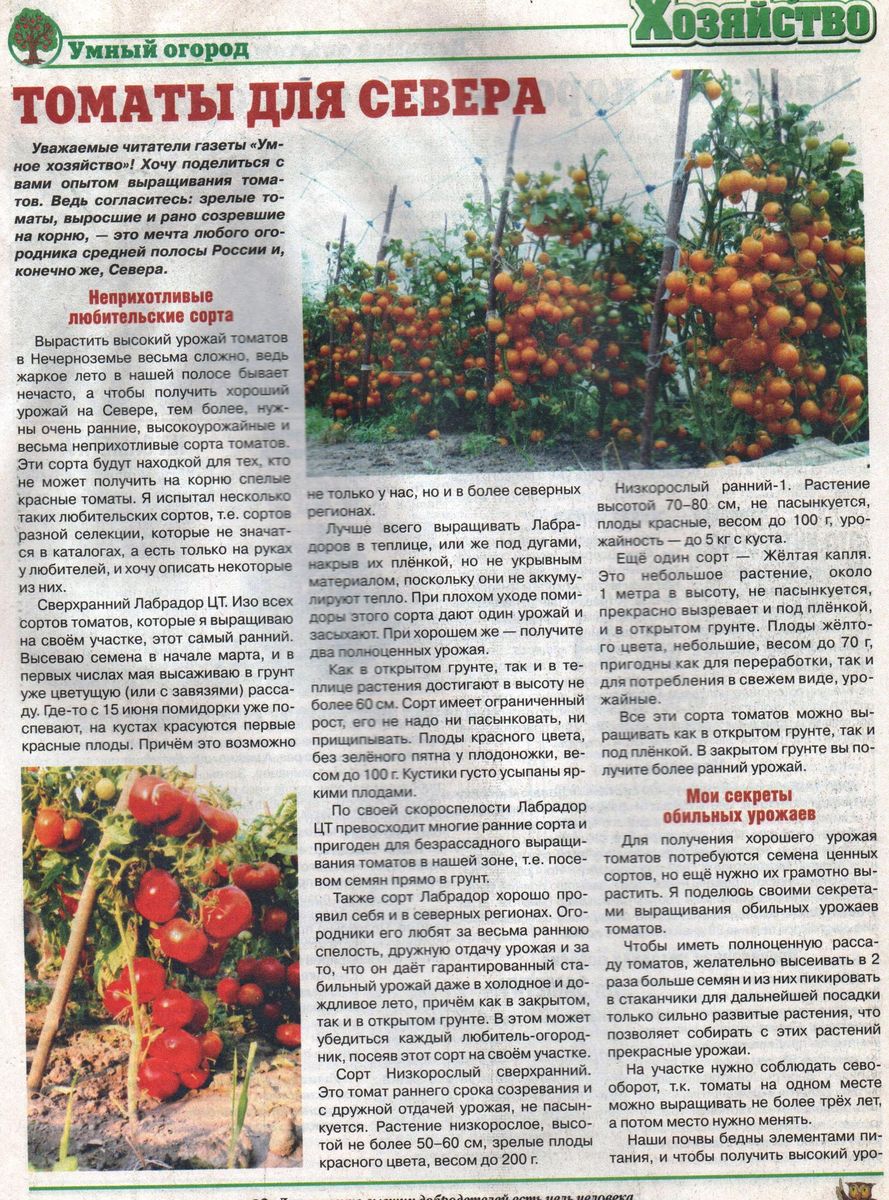 Статья о томатах от коллекционера Беляева Александра Максимовича