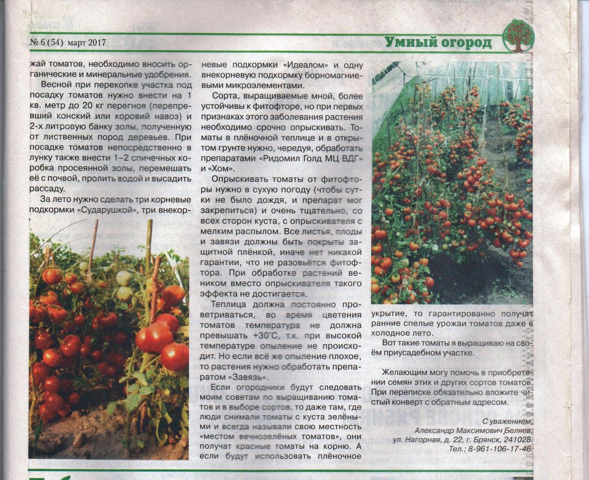 Статья о томатах от коллекционера Беляева Александра Максимовича