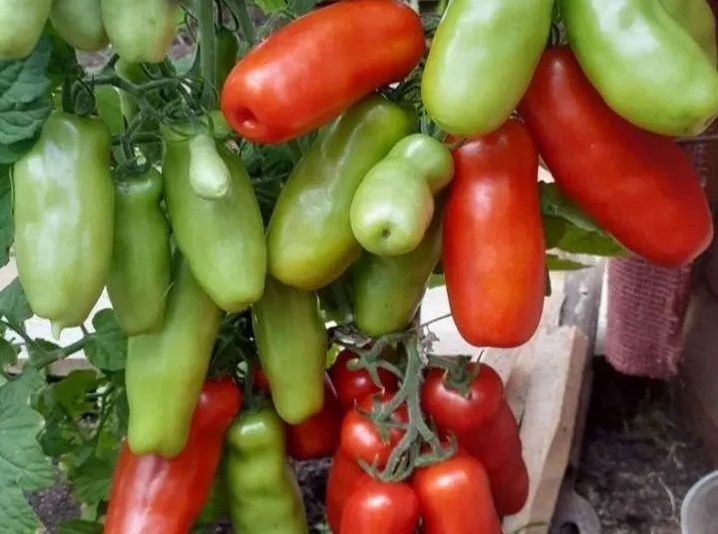 Томат Дрова описание, купить, семена от производителя, отзывы, характеристика, фото, семена томатов от частных коллекционеров
