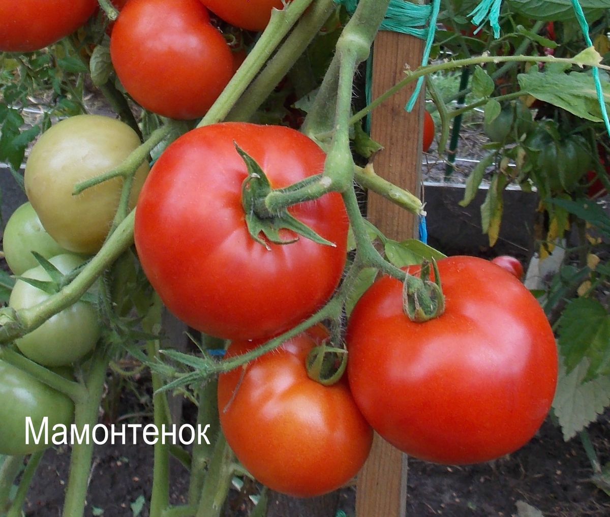Томат Мамонтенок- описание, отзывы, характеристика, фото, семена томатов от частных коллекционеров купи