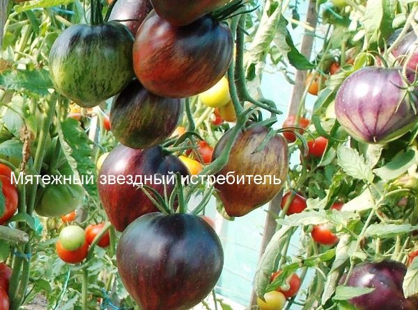 Томат Мятежный звездный истребитель - плоды малиновые, с фиолетовыми полосками