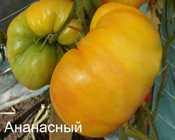 Томат Ананасный - плоды янтарно-желтого цвета, плоскоокруглые