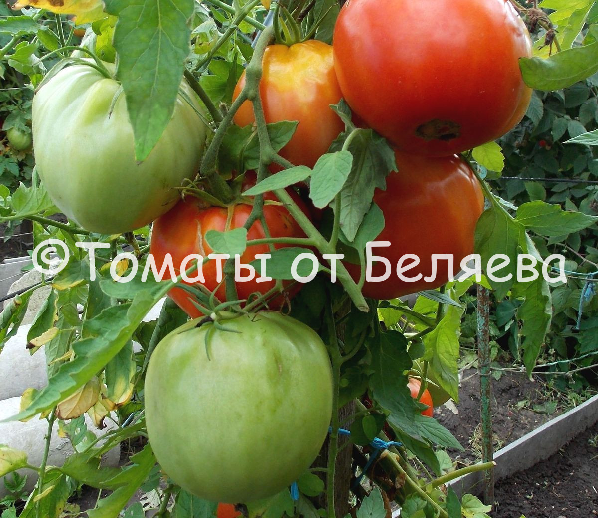 Томат Бочковой минусинский- описание, отзывы, характеристика, фото, семена томатов от частных коллекционеров купить