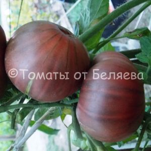 Томат Брендивайн Блэк - описание, отзывы, характеристика, фото, семена томатов от частных коллекционеров купить