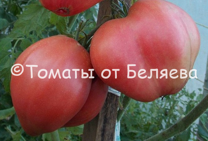 Томат Буффало (Buffalo) - описание, отзывы, характеристика, фото, семена томатов от частных коллекционеров купить