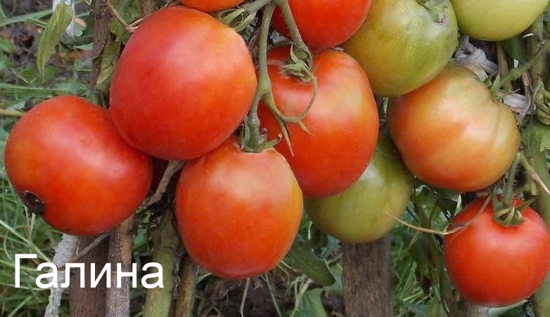 Томат Галина- описание, отзывы, характеристика, фото, семена томатов от частных коллекционеров купи