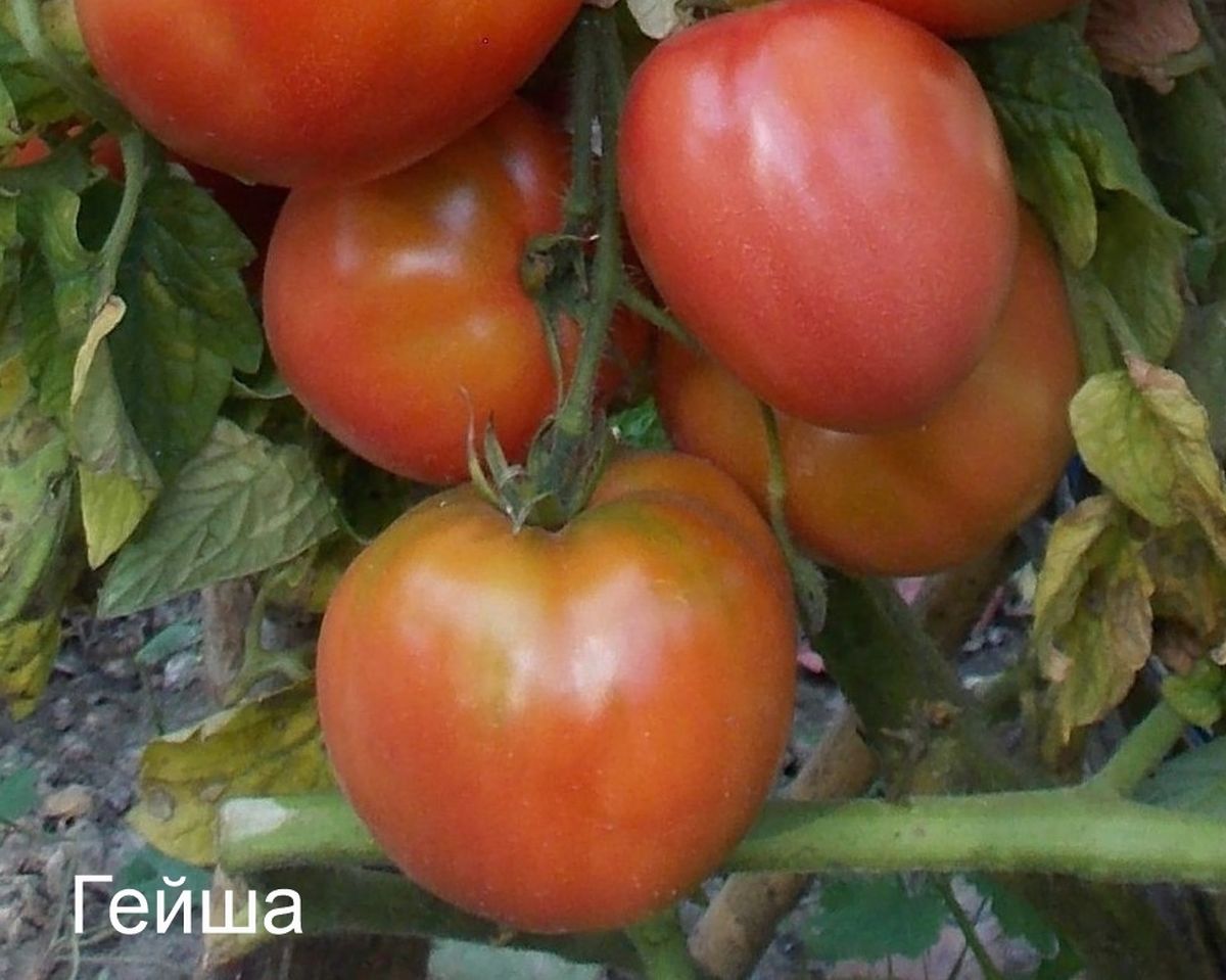 Томат Гейша - описание, отзывы, характеристика, фото, семена томатов от частных коллекционеров купи