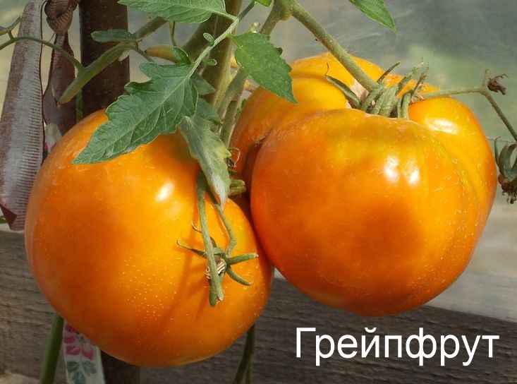 Томат Грейпфрут - описание, отзывы, характеристика, фото, семена томатов от частных коллекционеров купи
