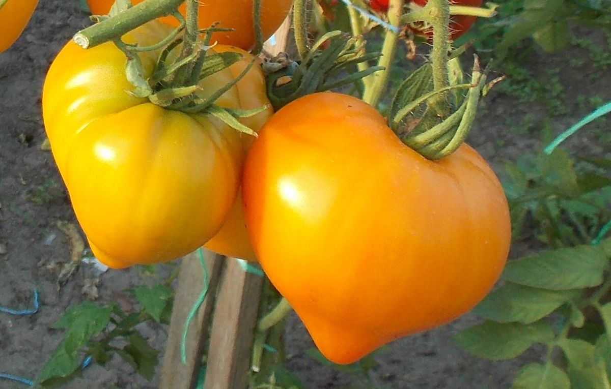 Томат Лискин нос (Оранжевое сердце) описание, купить, семена от производителя, отзывы, характеристика, фото, семена томатов от частных коллекционеров