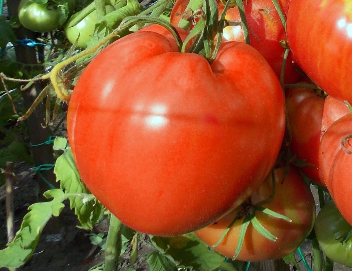 Томат Малиновое мамино сердце описание, купить, семена от производителя, отзывы, характеристика, фото, семена томатов от частных коллекционеров