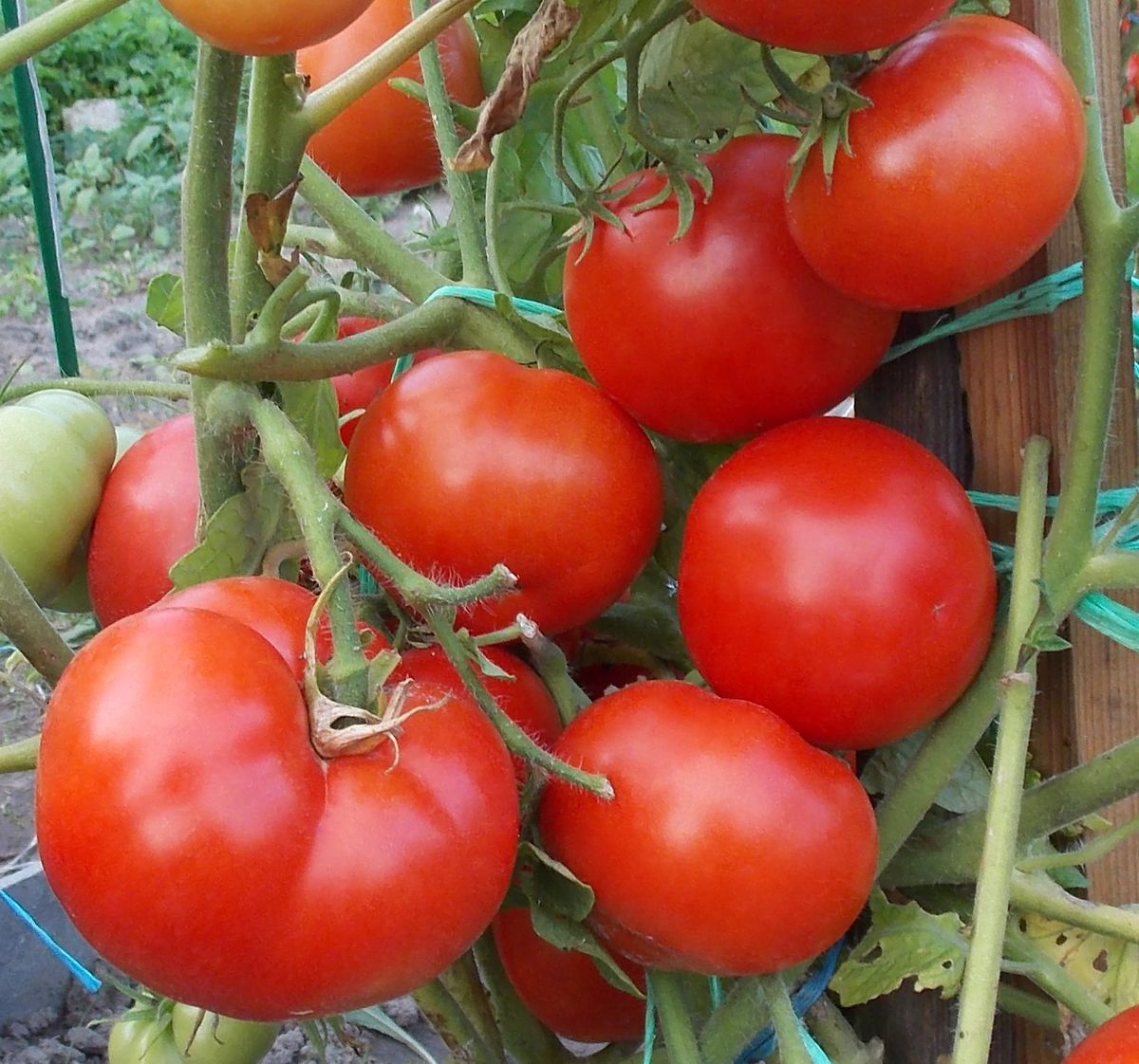 Томат Мамонтенок- описание, отзывы, характеристика, фото, семена томатов от частных коллекционеров купи