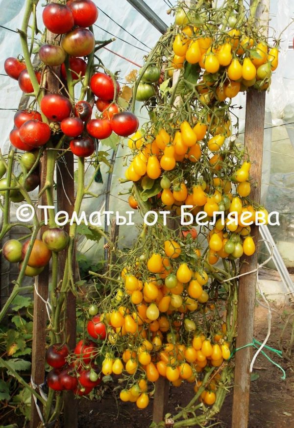 Томат Медовая капля, описание, Купить, Семена от производителя, отзывы, характеристика, фото, семена томатов от частных коллекционеров.