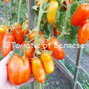 Томат Перцевидный полосатый - описание, отзывы, характеристика, фото, семена томатов от частных коллекционеров купи