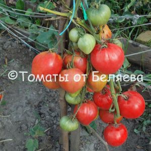 Низкорослые томаты : Описание, ОТЗЫВЫ(281), фото, семена, купить - Томат32