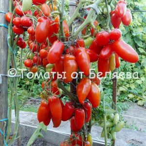 Томат Фляшен- описание, купить, семена от производителя, отзывы, характеристика, фото, семена томатов от частных коллекционеров