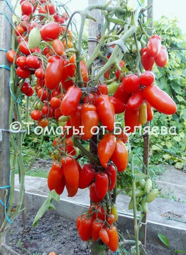 Томат Фляшен- описание, купить, семена от производителя, отзывы, характеристика, фото, семена томатов от частных коллекционеров