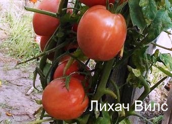 Томат Лихач Вилс  - описание, купить, семена от производителя, отзывы, характеристика, фото, семена томатов от частных коллекционеров