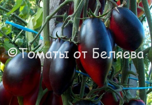 Томат Сливка гурман - описание, купить, семена от производителя, отзывы, характеристика, фото, семена томатов от частных коллекционеров