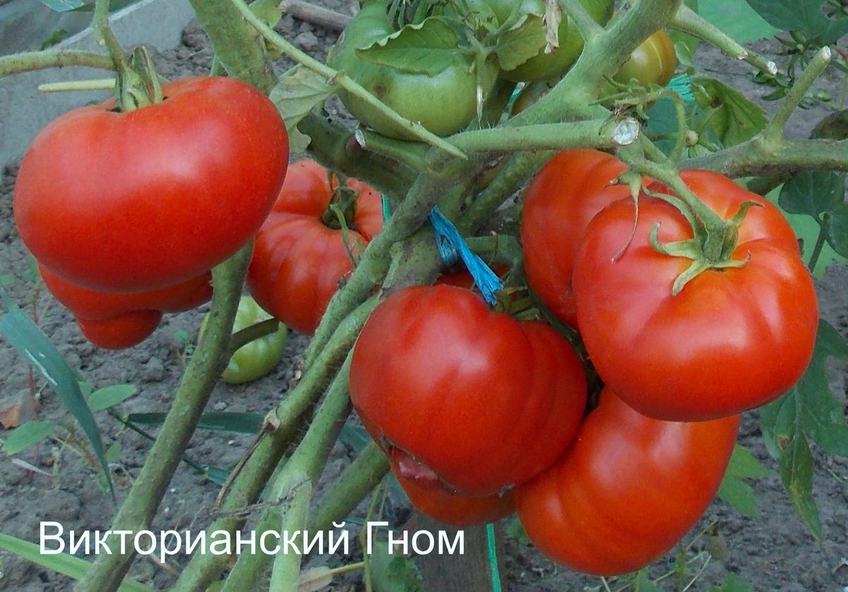 Томат Викторианский гном - описание, купить, семена от производителя, отзывы, характеристика, фото, семена томатов от частных коллекционеров