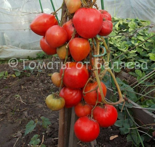 Томат Алсу - описание, купить, семена от производителя, отзывы, характеристика, фото, семена томатов от частных коллекционеров