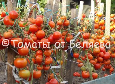 Урожайные томаты гномы - описание сортов, отзывы(547), домашние фото, характеристика. Томаты Гномы - редкие коллекционные сорта, купить семена.