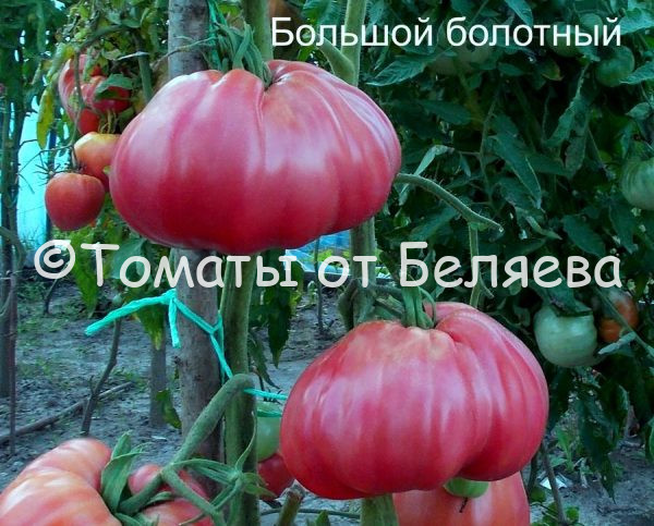 Томат Большой болотный - описание, купить, семена от производителя, отзывы, характеристика, фото, семена томатов от частных коллекционеров