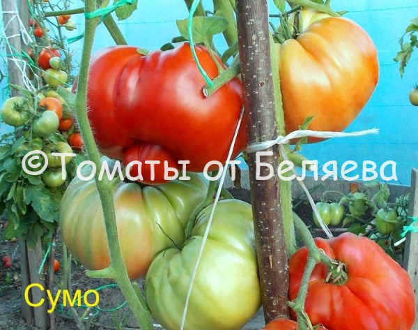 Томат Сумо - описание, купить, семена от производителя, отзывы, характеристика, фото, семена томатов от частных коллекционеров