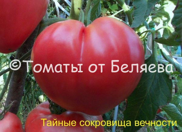 Томат Тайные сокровища вечности - описание, купить, семена от производителя, отзывы, характеристика, фото, семена томатов от частных коллекционеров