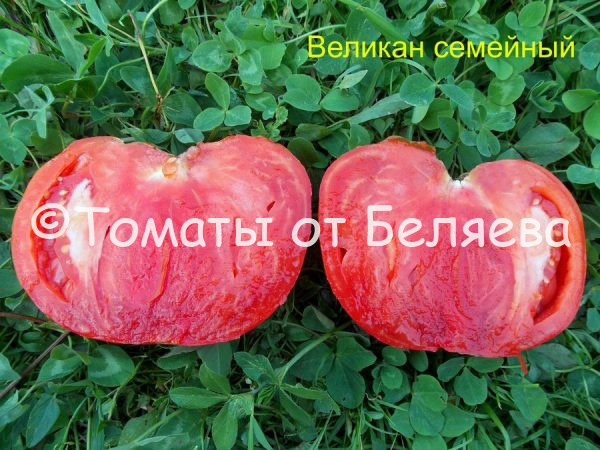 Помидор Великан семейный - описание, купить, семена от производителя, отзывы, характеристика, фото, семена томатов от частных коллекционеров