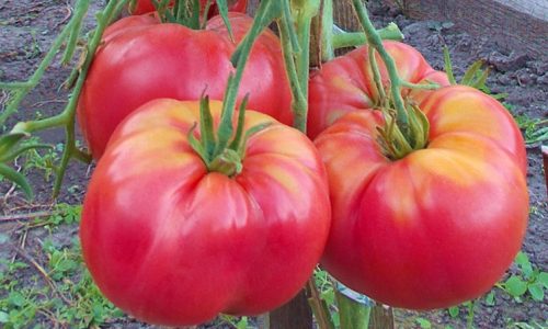 Розовые томаты: сорта розовых помидоров