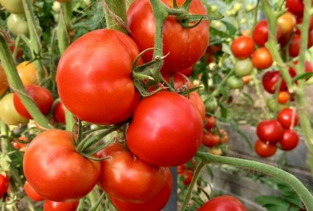 Что делать чтобы чтобы не трескались томаты