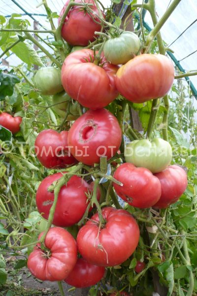 Томат 900-граммовый, Семена томатов от частных коллекционеров