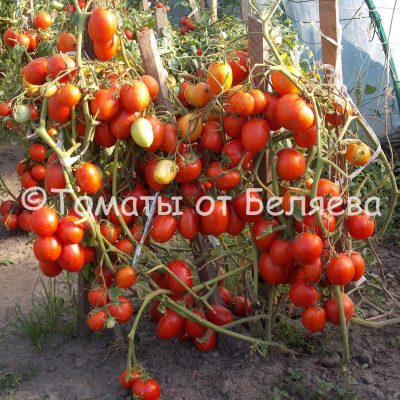 Лучшие сорта помидоров для теплиц на Урале и их выращивание