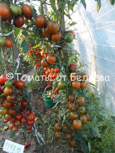 Томат Кумато, описание, Купить, Семена от производителя, отзывы, характеристика, фото, семена томатов от частных коллекционеров.