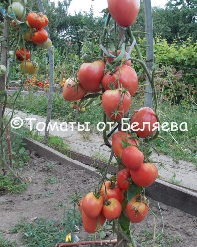 Семена томатов от частных коллекционеров томат Леди ди
