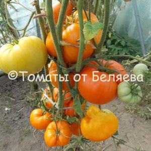 Минусинские томаты, Купить томаты минусинские, Семена от производителя, отзывы, характеристика с описанием сортов, фото.