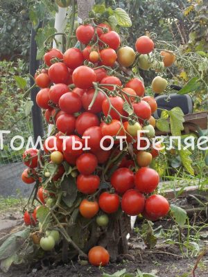 Низкорослые томаты для открытого грунта, для теплиц, лучшие сорта.