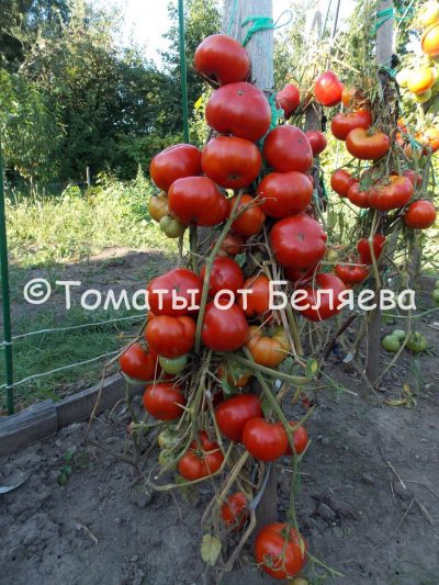 Лучшие сорта томатов на 2023 год: для теплицы и открытого грунта - поотзывам садоводов с характеристиками и описаниями - Томат32