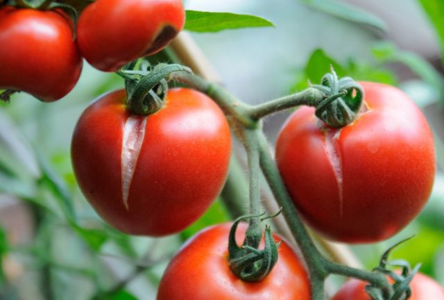 Трескаются помидоры из за перепада температур