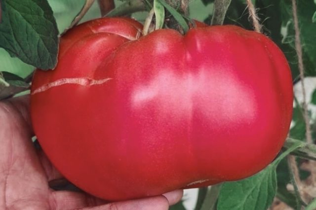 Почему лопаются томаты в теплице при созревании на кустах