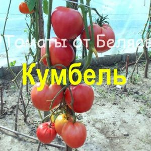 Розовые (3)