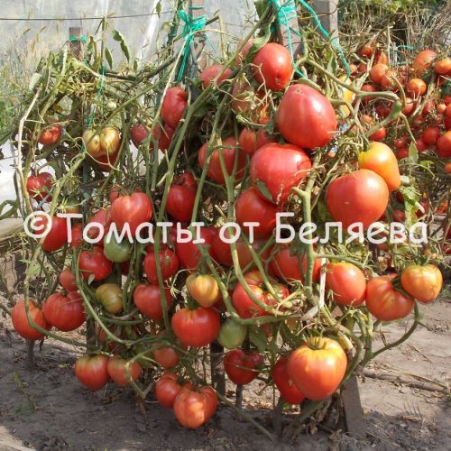 Лучшие розовые сорта томатов для теплиц и открытого грунта
