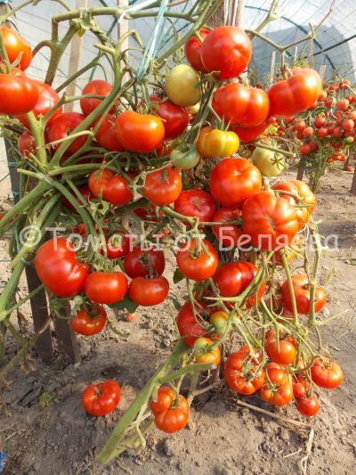 Томат Сибиряк, описание, Купить, Семена от производителя, отзывы, характеристика, фото, семена томатов от частных коллекционеров.