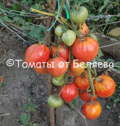Томат Алсу, описание, Купить, Семена от производителя, отзывы, характеристика, фото, семена томатов от частных коллекционеров.