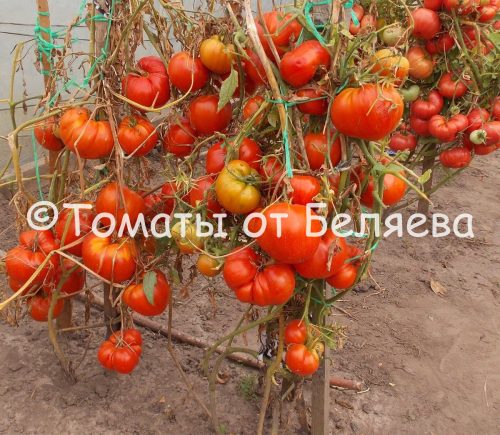 Томат Бараний бок, описание, Купить, Семена от производителя, отзывы, характеристика, фото, семена томатов от частных коллекционеров.