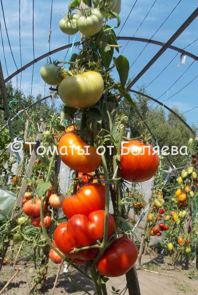 Томат Большой жлоб Минусинские томаты, семена купить, Отзывы, редкие сорта, описания.
