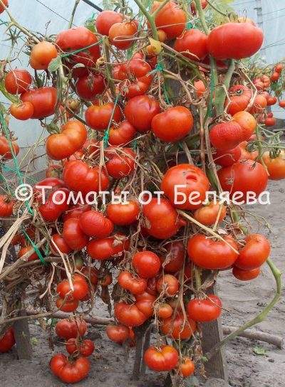 Томат Красный крафтовый, описание, Купить, Семена от производителя, отзывы, характеристика, фото, семена томатов от частных коллекционеров.