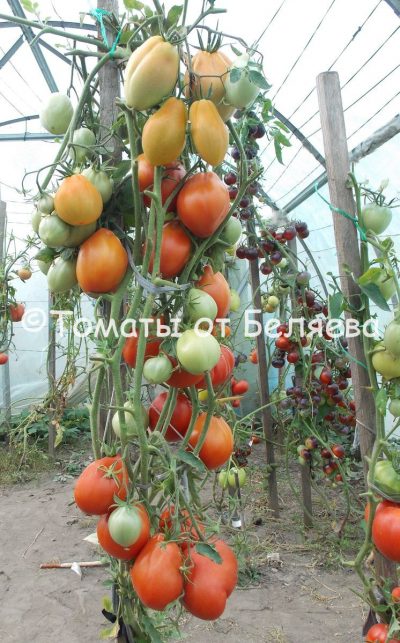Томат Сердце востока Минусинские томаты, семена купить, Отзывы, редкие сорта, описания.